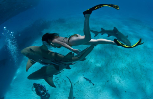 awkwardsituationist:  lesley rochat, who runs afrioceans conservation alliance in south africa, is photographed by mark ellis swimming in the bahamas with tiger sharks, considered one of the most dangerous species in the world, to help change this public