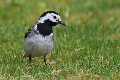 White wagtail/sädesärla.