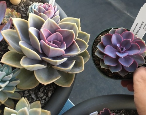 Here&rsquo;s a good example of the difference between an Echeveria Perle Von Nürnberg and an Echever