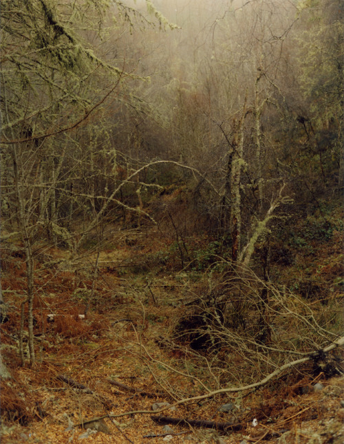 farewell-kingdom:Harley Weir, Highland / HomelandFollow her on Tumblr