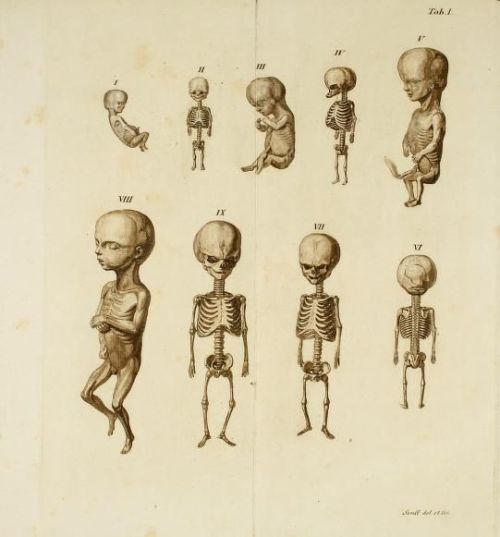 tintenfischie: Plate I. Fetal skeletons. Nonnulla de incremento ossium embryonum in primis gravidita