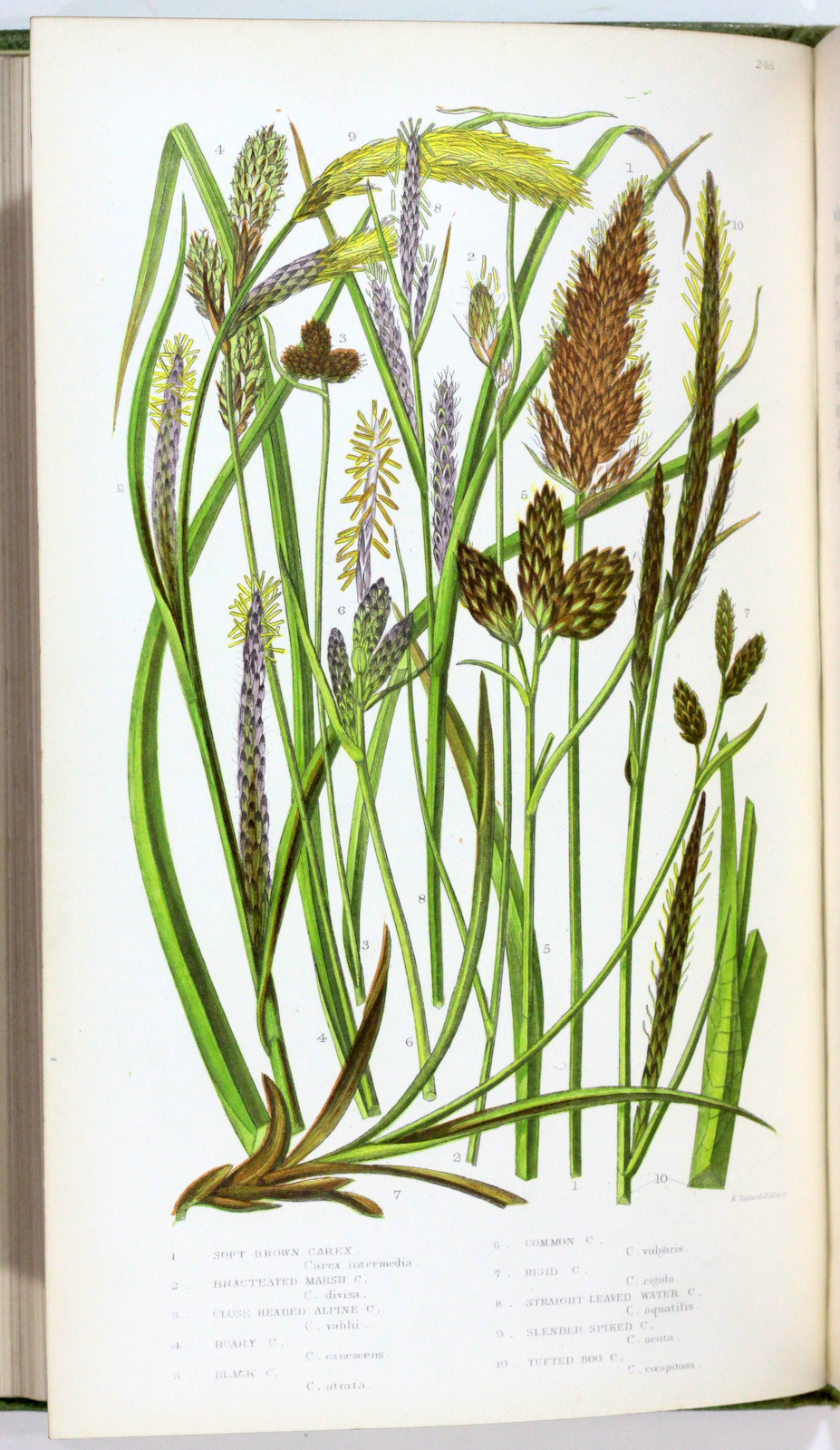 michaelmoonsbookshop:  The British Grasses and SedgesAnne PrattLondon Society for