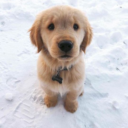 Snow and puppies 😍🐶❄️