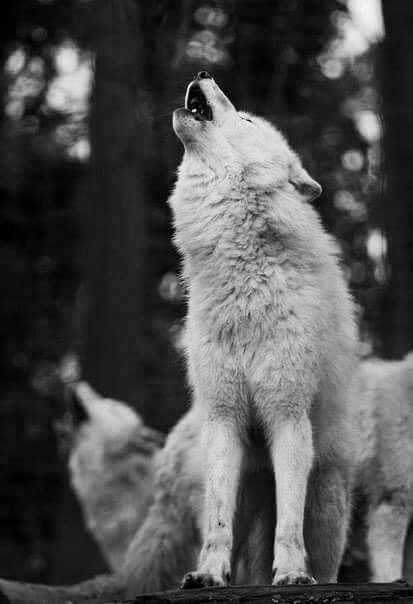 Stop Killing Wolves!