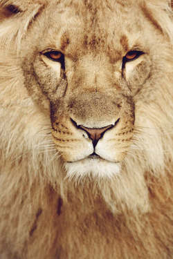 invocado:  The King |  by “Lena Sachse on 500px”