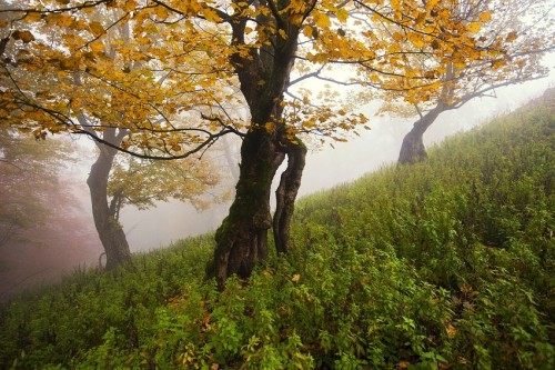 woodendreams: Small Carpathian mountains, Slovakia (by Boris Michaliček)