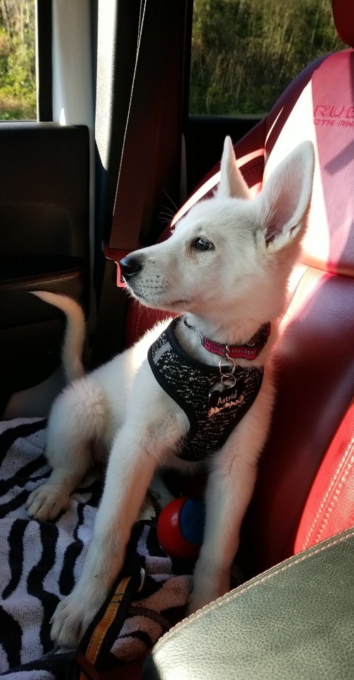 katiiie-lynn:Took sweet little Astrid on a mini roadtrip with me today. Had my parents