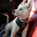 katiiie-lynn:Took sweet little Astrid on a mini roadtrip with me today. Had my parents