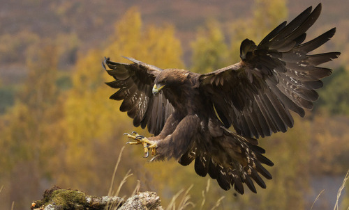 thalassarche:Golden Eagle (Aquila chrysaetos) - photo by Natan Dotan