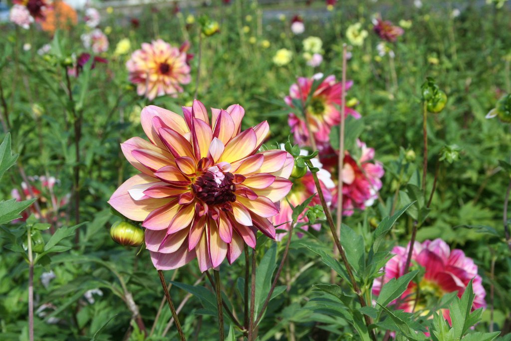 furything:  dahlias 