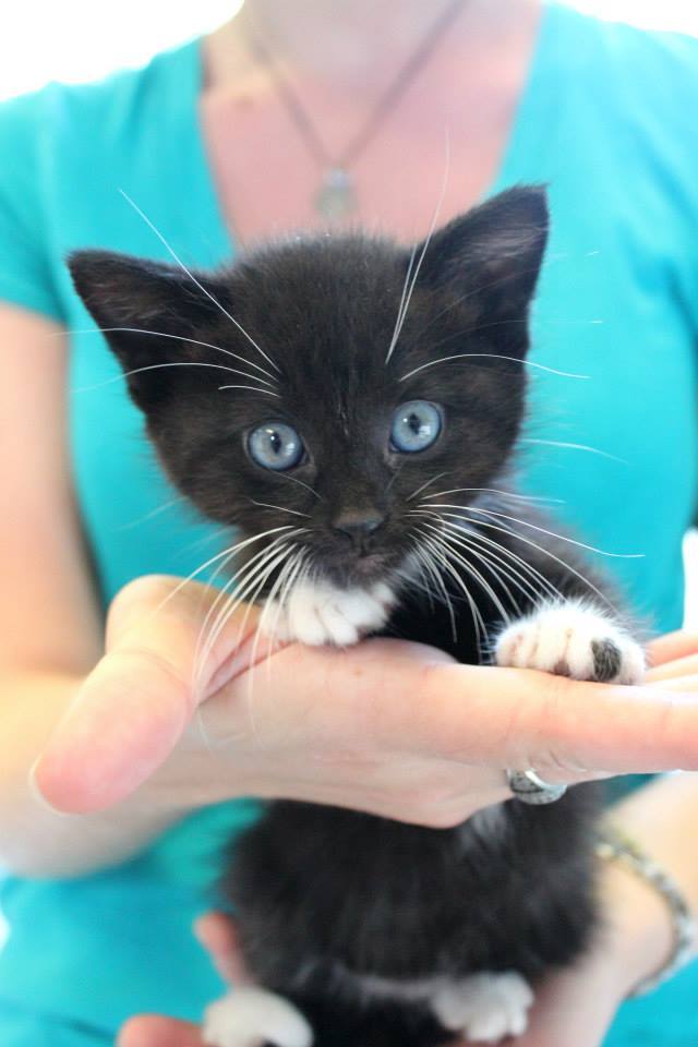 lackadaisycats:  sleepmurder:  On the importance of GOOD PHOTOS of shelter pets: