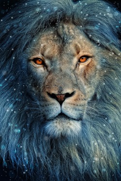 wavemotions:  Lion In Winter by Deb Harder on 500px