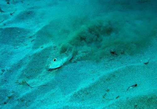 Japanese pufferfish make crop circle like designs in the sandy seabed floor.