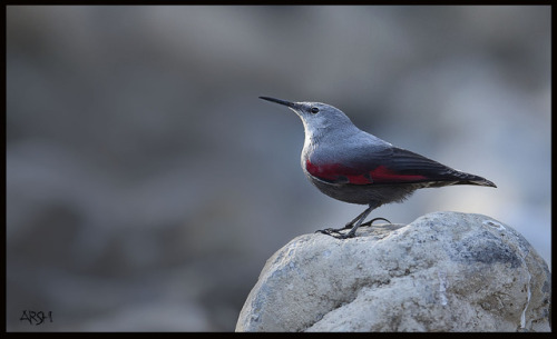 Wallcreeper (Tichodroma muraria) >>by Arshi Photography