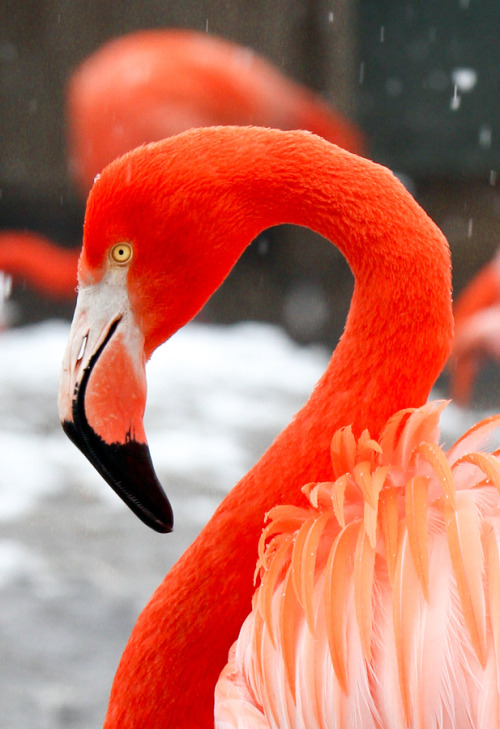 wowtastic-nature:  Orange Flamingos 2 by  Mark Dumont on 500px.com 