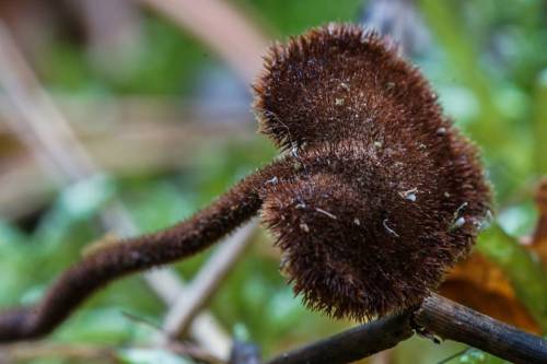 Koglepigsvamp Lat: Auriscalpium vulgare Please help me collect your local name for this mushroom. In