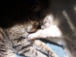 unflatteringcatselfies:  Catnappin’… Teeka,  Reggie,  Lucy, and Lorelei.