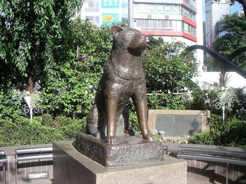 todayinhistory:March 8th 1935: Hachikō the dog diesOn this day in 1935, the world famous dog Hachikō