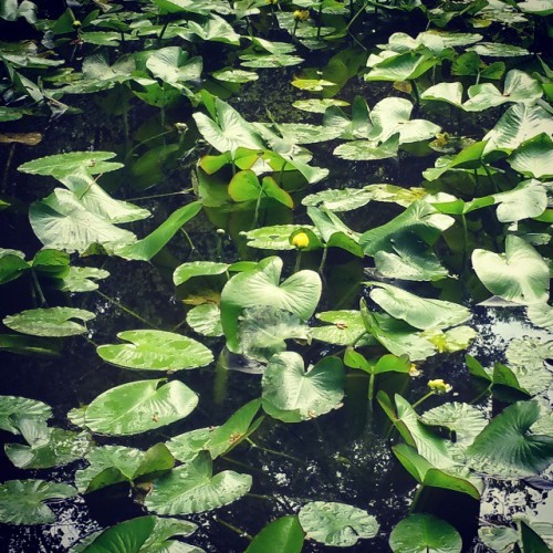 The Water Lillies (at Kalmia Gardens)