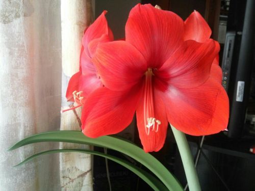 07/Jan/20174 out of 5 flowers of the amaryllis are open already, it’s so beautiful! In just 3 