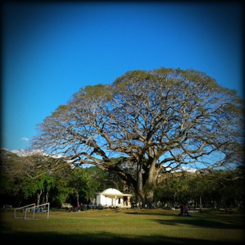 The Legendary Fertility Tree (at UPLB Football Field)