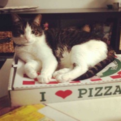 Catsbeaversandducks:  Happy Pizza Party Day! Via Cats On Pizza/Imgur 