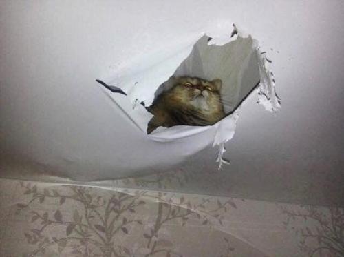 zoroisgay: lazebian: markv5: Верховный покровитель The return of Ceiling Cat