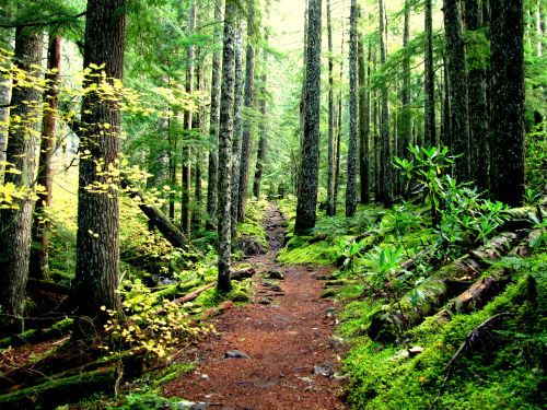 Ramona Falls Trail- Oregon October 2013