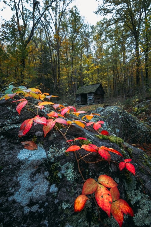 The secret fate of all life.Great Smoky Mountain National Park @zeisenhauer