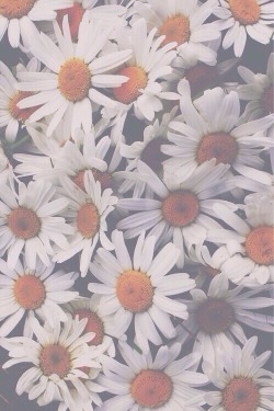 constellationofcreativity:  Daisiezzz