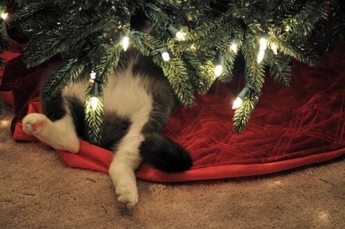 Tomorrow is Christmas Eve, so here are more good pictures of cats enjoying the holidays!!!