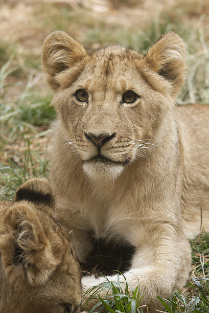 senerii:  _MG_2915 (by Rob Shaw)               