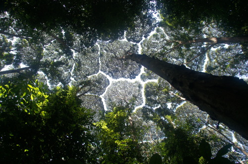 sharethyknowledge:Crown Shyness. Crown shyness is a phenomenon observed in some tree species, in w
