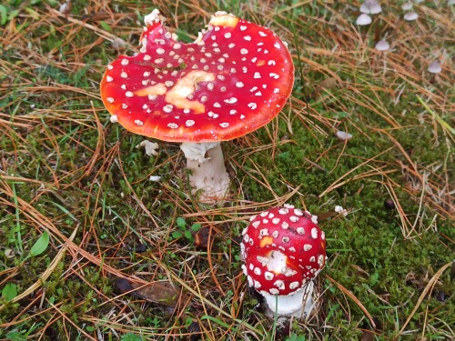 🍄