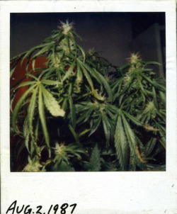 weedorz:  Like &amp; Reblog if you like ! :3Follow if you want more ! http://weedorz.tumblr.comAll weed fan are welcome :) 