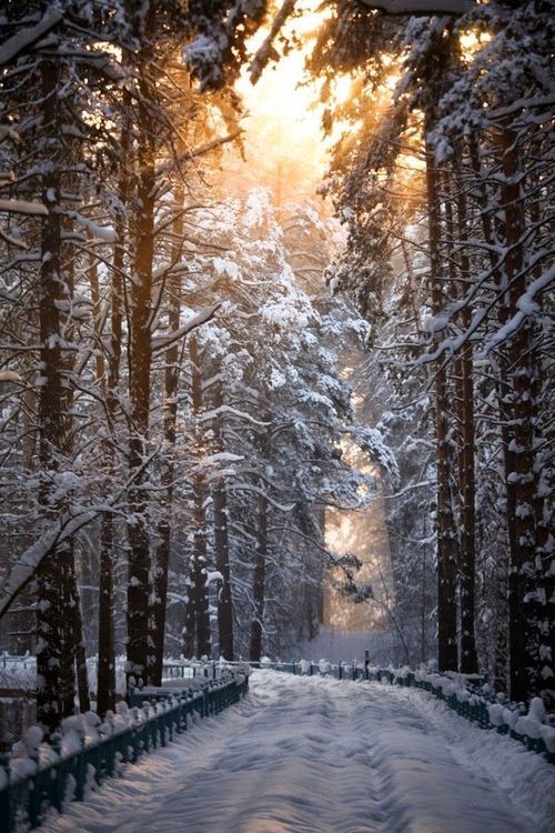 hungariansoul:   Snow Road, The Netherlands photo  maria  ♥   18/12/13