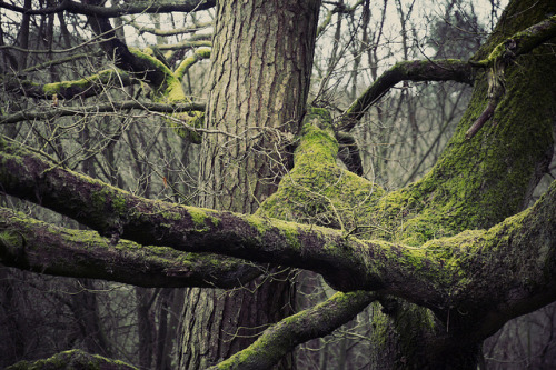 DELAMERE FOREST by allancrutchley on Flickr.