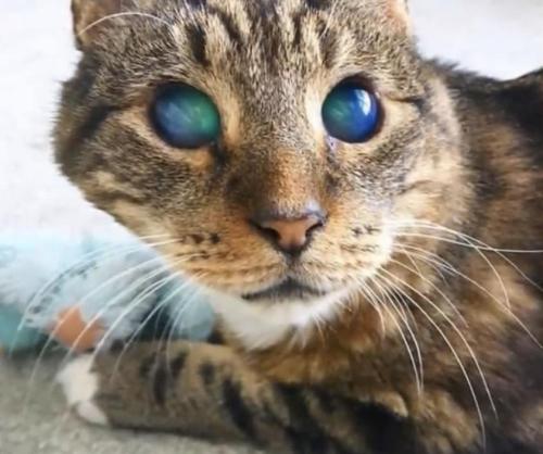 hitmewithcute:This blind cat looks like he can tell you secrets of the universe