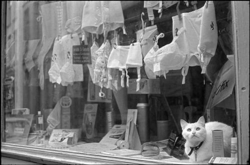 hagakuremarco:

itsloriel:

Cat and lingerie store. Henri Cartier-Bresson, Lille, France, 1968. 


<3 me 