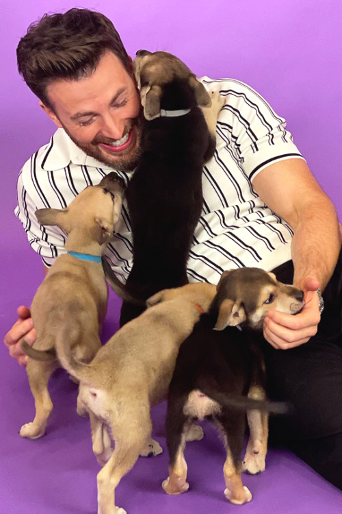 theavengers: Chris Evans during the “puppy interview” for BuzzFeed (June 2022) 