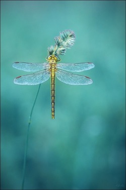 zoegem-heartofanangel:  Stung by his golden needle, as he threads each hair, from her bloom.  ©{zb} 