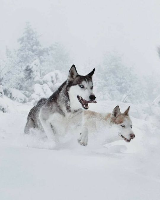 The adventure huskies