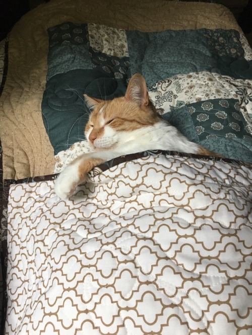 kaat-kitty:This is how Doodles spent her Caturday