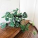 gardenvarietyplantgirl:My Scindapsus is Such a Mess but I Love Her 