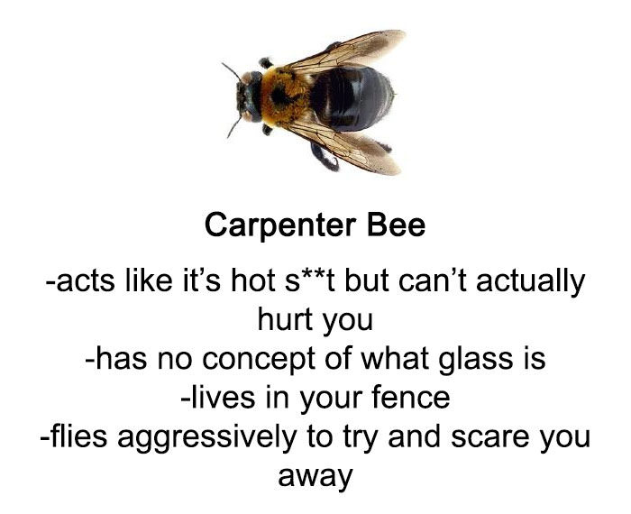 i-have-no-gender-only-rage:  some info on bees and wasps  
