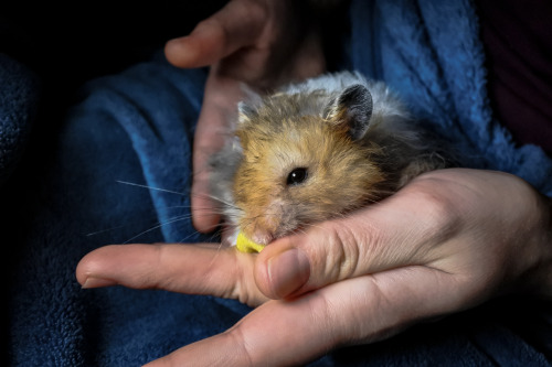 A tousled fluffy boy decided that being handled isn’t as bad as it seemed, oh joy!