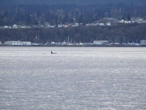 Ah the joys of living in the PNW ! Pod of orcas in the harbor