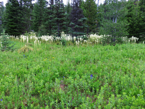 90377: Wildflowers along the Blair Lake Trail by yunckette