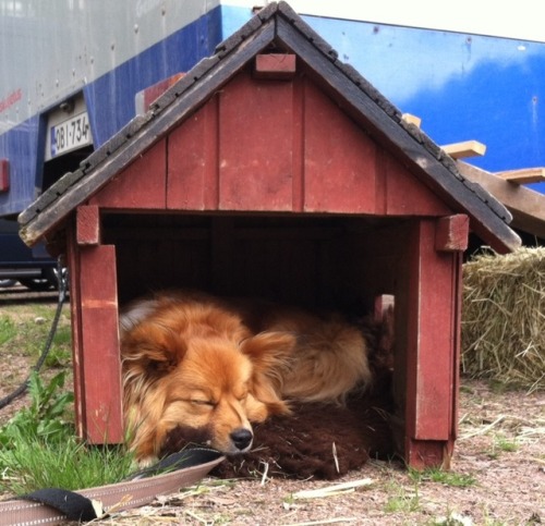handsomedogs: This cutie was with a traveling petting zoo I encountered last weekend.