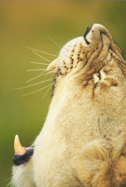 nature-madness:  Wrinkled Nose